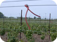GBM trap in vineyard