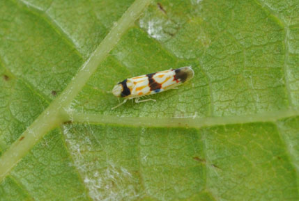 Three-banded leafhopper