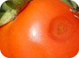 Anthracnose lesion on tomato
