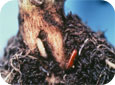 Les larves de mouche de l'oignon