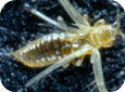 Onion thrips adult