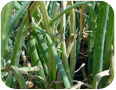 Onion stemphylium leaf blight in field
