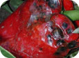 Severe anthracnose on red bell pepper