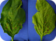 Bacterial spot symptoms on upper and lower leaf surfaces
