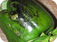 Bacterial spot on green bell pepper 