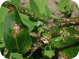 Symptômes de la tache bactérienne sur un plant de poivron 