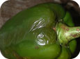 Bacterial soft rot on green bell pepper