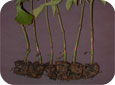 Lésions des tiges sur des plants de poivrons repiqués 