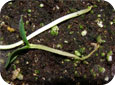 Damping-off of cucumber seedlings
