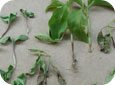 Damping-off of pepper seedlings