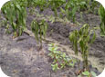 Pepper plants wilting due to Phytophthora blight