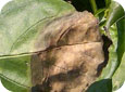 Phytophthora blight leaf symptoms