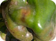 Fruit infecté par le phytophthora 