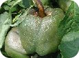 Symptômes d’infection à Phytophthora sur le fruit