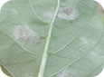 Powdery mildew (underside of leaf)