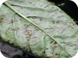 Powdery mildew - advanced (underside of leaf)