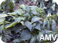 Alfalfa Mosaic Virus symptoms on pepper plant