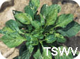 Tomato Spotted Wilt Virus symptoms on pepper plant
