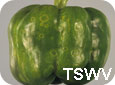 TSWV symptoms on pepper fruit