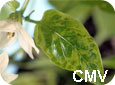 Cucumber Mosaic Virus symptoms on pepper leaf