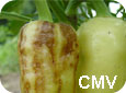 CMV symptoms on pepper fruit