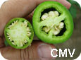Comparison of CMV-affected and healthy pepper fruit