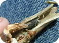 Sclerotia (white mold fungal structure) in stem