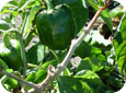 White mold symptoms on pepper plant 