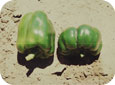 Deformed fruit (right) due to high temperatures at fruit set 