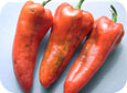 Stip or colour spotting on pepper