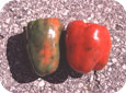 Mouchetures (stip) ou taches colorées sur le poivron