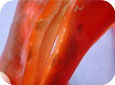 Mouchetures (stip) (aspect interne) sur le poivron