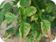 Leaf scorch due to high fertilizer salt levels around plant roots