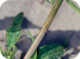 Sandblasting damage on pepper stem