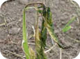 Wind whipping injury on pepper transplants