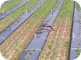 Cantaloupe and plastic mulch damaged by lightning