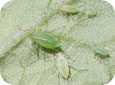 Aphid adults and nymphs (wingless)