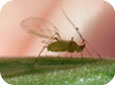 Winged aphid 