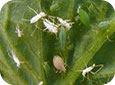 Aphid Colony with Moulted Skins and Parasitized Aphid