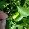 Pepper weevil adult on young pepper fruit