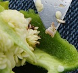 Pepper weevil larva (white) from inside a pepper fruit