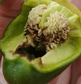 Pepper weevil feeding damage inside bell pepper fruit