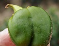 Pepper weevil egg laying scar or dimple on bell pepper fruit