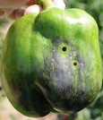 Pepper weevil adult exit holes in bell pepper fruit