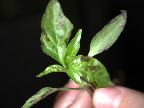 Dark lesions on leaves of pepper