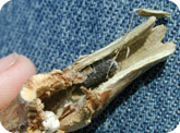 Sclerotia (white mold fungal structure) in stem