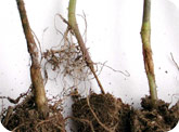 Damping-off symptoms on stems
