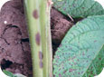 Lesions on stems and leaves