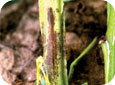 Initial symptoms of black dot on stems 