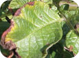Grey mold symptoms on plant